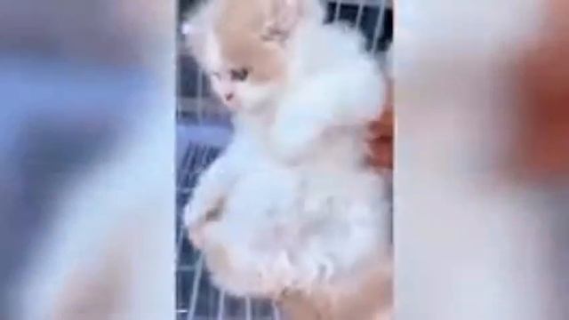 1000004710.mp4 смотреть онлайн