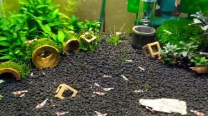 Мой креветочник с кристаллами