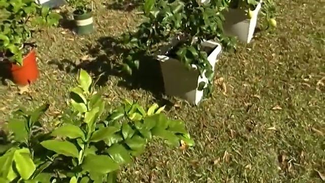 meyer lemon tree leaves are curling! HELP ME!!!!! смотреть онлайн