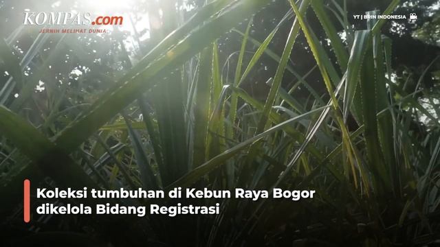 Benarkah Ada Tanaman Penghasil Kokain di Kebun Raya Bogor? смотреть онлайн