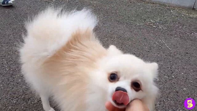 ГУЛЯЕМ С 2 СОБАКАМИ** КАКОГО ЭТО? ШПИЦ И ЧИХУА ХУА САМЫЕ ВЕСЕЛЫЕ СОБАКИ КОМПАНЬОНЫ смотреть онлайн