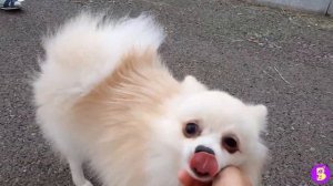 ГУЛЯЕМ С 2 СОБАКАМИ** КАКОГО ЭТО? ШПИЦ И ЧИХУА ХУА САМЫЕ ВЕСЕЛЫЕ СОБАКИ КОМПАНЬОНЫ