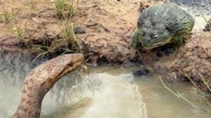 Этот Монстр пожирает всё на своем пути. Зеленая Мамба против Лягушки.