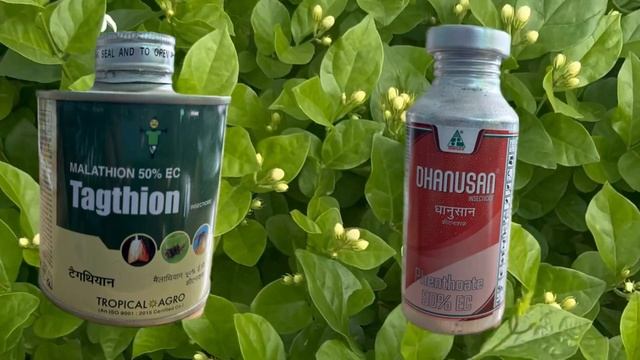 யாருக்கும் தெரியாத உண்மைகள்#malathion #phendal #phenthoate #agriculturetips #insecticide смотреть онлайн
