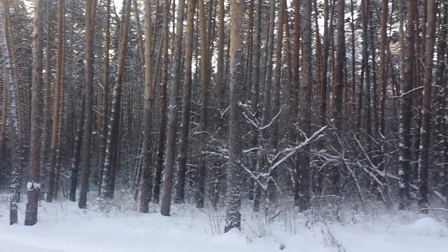 Наш сосновый бор... лыжная прогулка...красотааа... смотреть онлайн