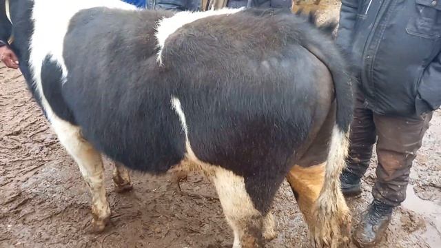 Буки нигобори калон маеда дехкон бозор 🤳☝️😱👍🇹🇯@ELYORTV92 смотреть онлайн