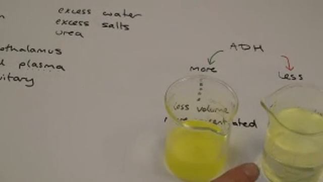 GCSE Control of water levels in the body смотреть онлайн