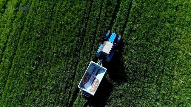 Komandamız təcrübəli fermerin taxıl sahəsində azot gübrəsi səpinində iştirak edib. смотреть онлайн