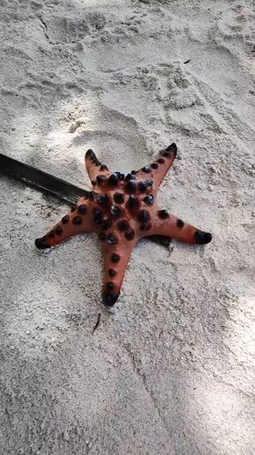 Морская звезда на о. Панглао (Филлипины) смотреть онлайн