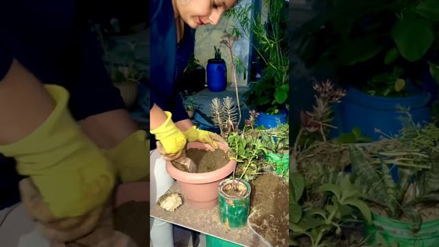 Menthol mint plant #shortvideo #youtube #youtubeshort #gardening #garden смотреть онлайн