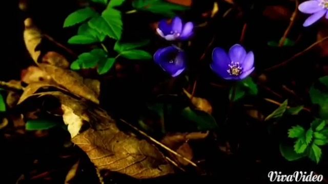вода жизни.mp4 смотреть онлайн
