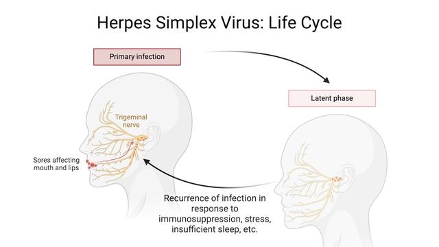Understanding Herpes: HSV-1 & HSV-2