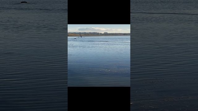 Модель Falconn смотреть онлайн