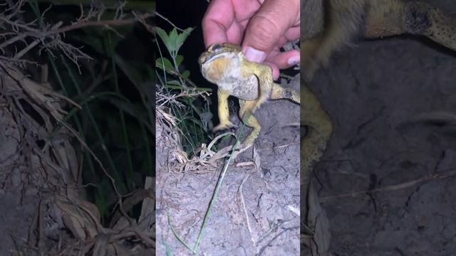 Wonderfull Sound Toad Sing more#short #shortsfeedss #songs #animal #hunting #toad #dailyvlog смотреть онлайн