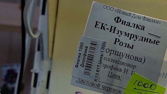 03.08.2024./ЕСТЬ НОВИНКИ/Выставка фиалок(Р)#фиалки#выставка#домфиалки# смотреть онлайн
