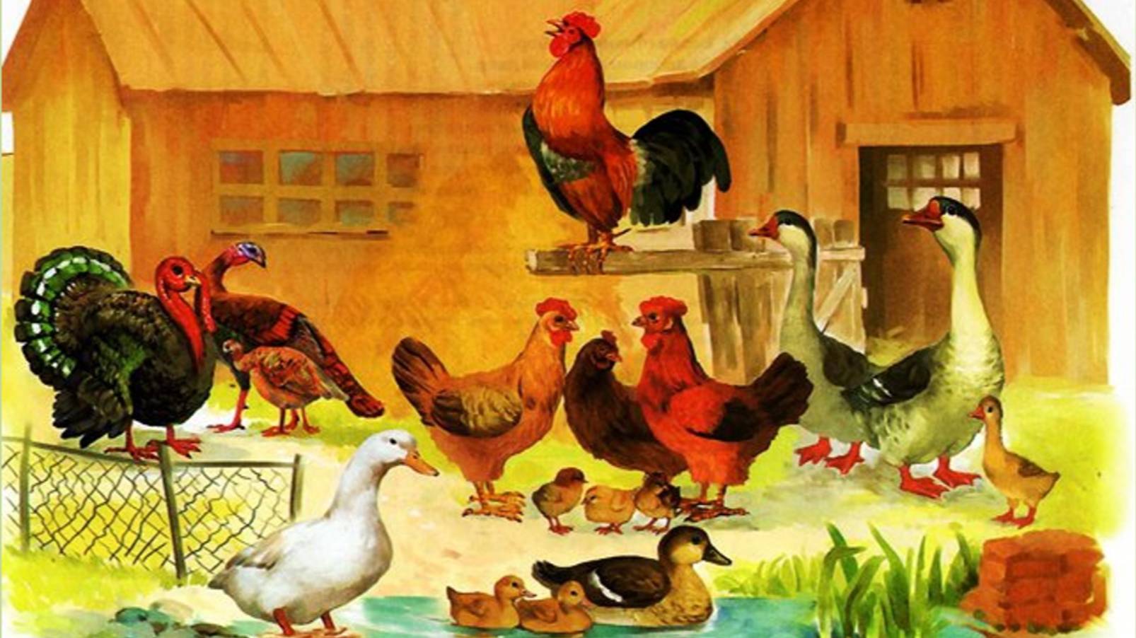 "Домашние птицы" смотреть онлайн