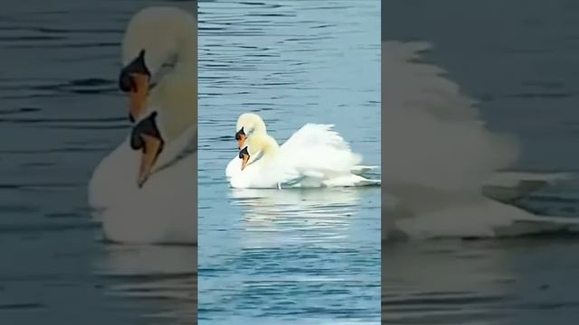 Нежность. Дмитрий Шлапак смотреть онлайн