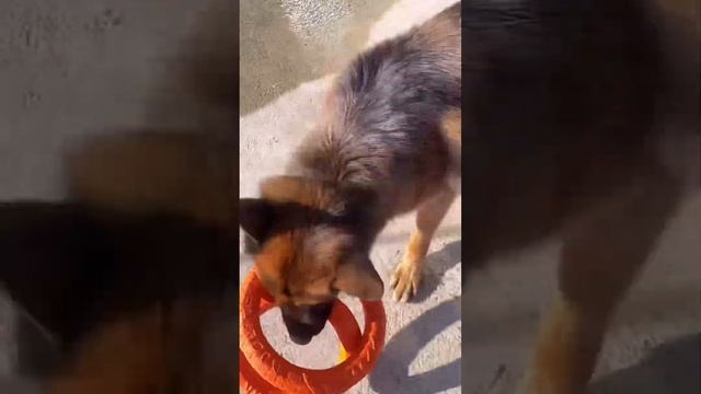 🐎❤️🤪 смотреть онлайн