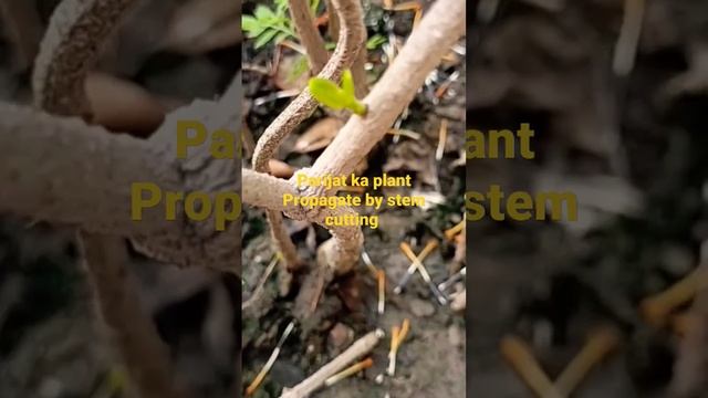 propagate parijat by stem cutting #nature #gardenin#plants#trending #garden #parijaat #stemcutting смотреть онлайн