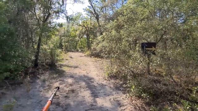 Johnson Pond Trail Hike Just South of Ross Prairie on CR 39 in the Withlacoochee FL State Forest смотреть онлайн