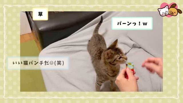 【2ch動物スレ】縁起よさそうな猫神様、発見されるｗｗｗ смотреть онлайн