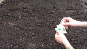 КАК ПОСАДИТЬ ЛУК БАТУН В ГРУНТ: проверенные методы и советы.