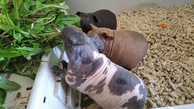 Морские свинки и одуванчики смотреть онлайн