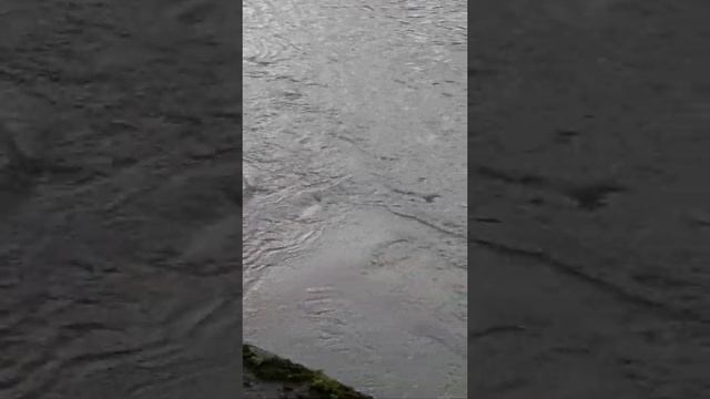 Micro whirlpools in the River Severn смотреть онлайн