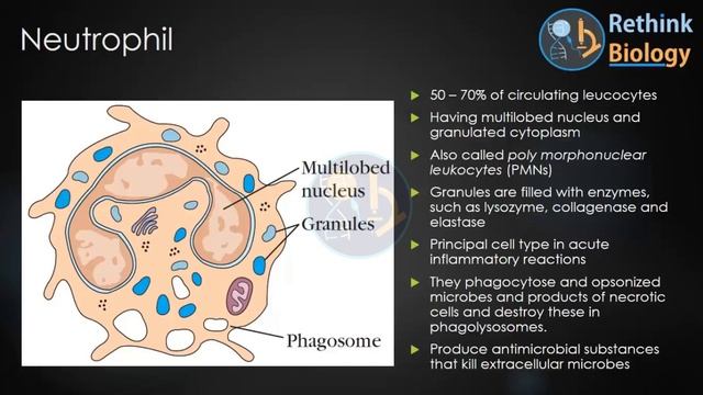 CELLS OF IMMUNE SYSTEM смотреть онлайн
