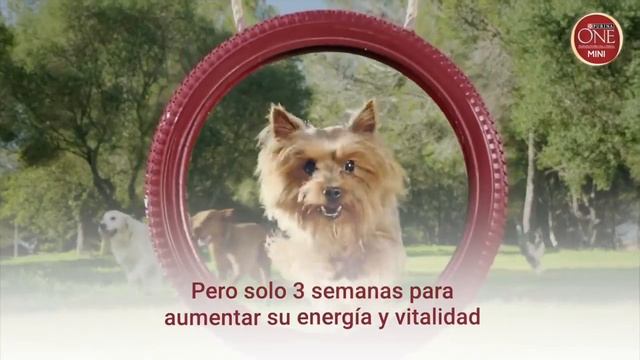 Purina One: El reto de las 3 semanas energía - Piensoymascotas смотреть онлайн