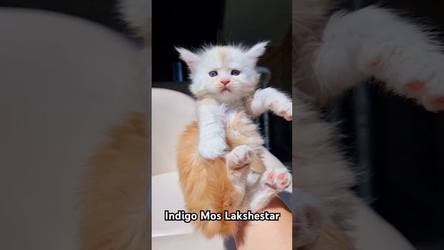 Indigo Mos Lakshestar мейн кун котенок 28 дней. смотреть онлайн