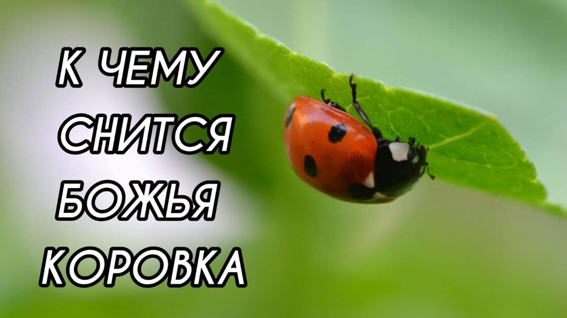 К чему снится БОЖЬЯ КОРОВКА | Толкование сна | СОННИК смотреть онлайн