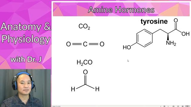 PHYL 142 | Endocrine | Classes of Hormones, Monoamines смотреть онлайн