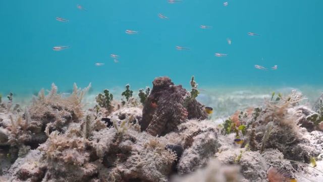 Rick's Underwater Research for Daughter of the Deep смотреть онлайн
