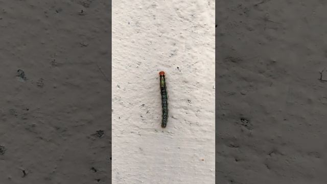 Caterpillar Part - 9 #short смотреть онлайн