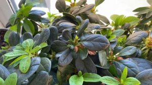 Поливаю азалию подкисленной водой.