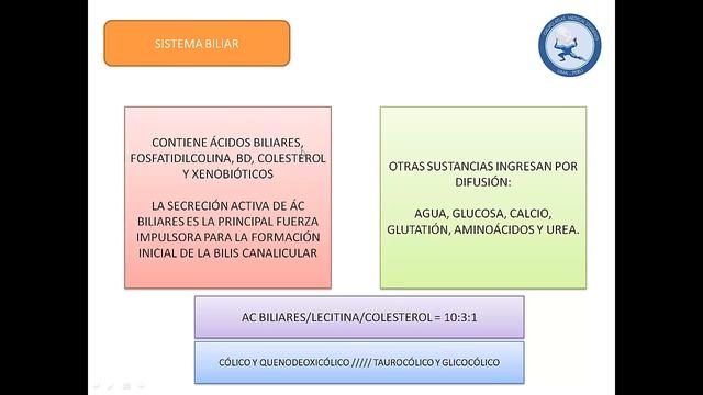 FISIOLOGIA HEPÁTICA l GRUPO ATLAS l DIGESTIVO смотреть онлайн