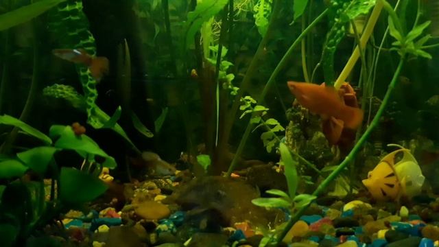 Мир под водой ...влог 3 смотреть онлайн