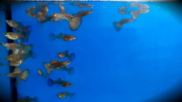 Гуппи " Кружевная змеиная кожа" смотреть онлайн