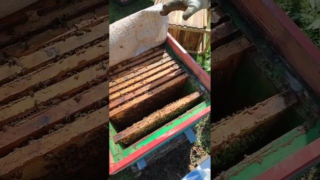 расширяем пчелосемьи до полного гнёзда смотреть онлайн
