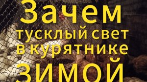 Куры несушки. Зачем тусклый свет в курятнике зимой