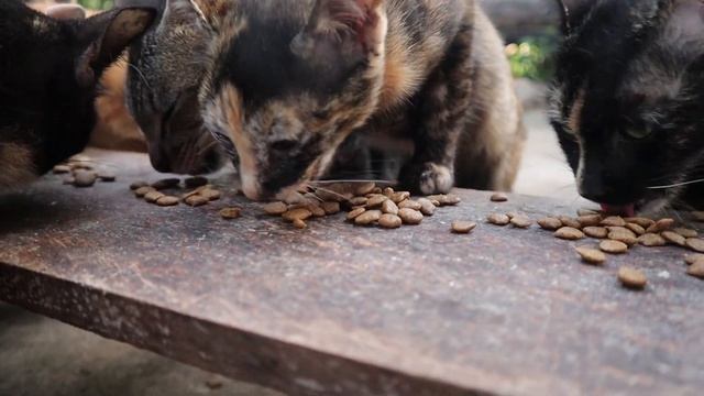 Happy Tuesday eating dinner, Their cute eat dry food смотреть онлайн