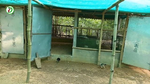 Desi Chicks Deworming Full Process ? смотреть онлайн