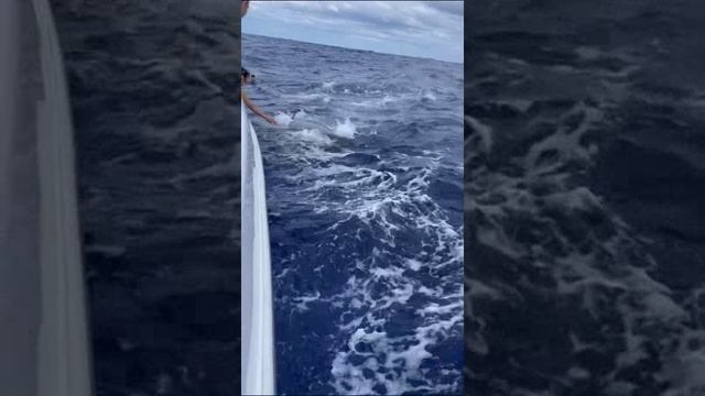 Маврикий. Mauritius. 毛里求斯。 смотреть онлайн