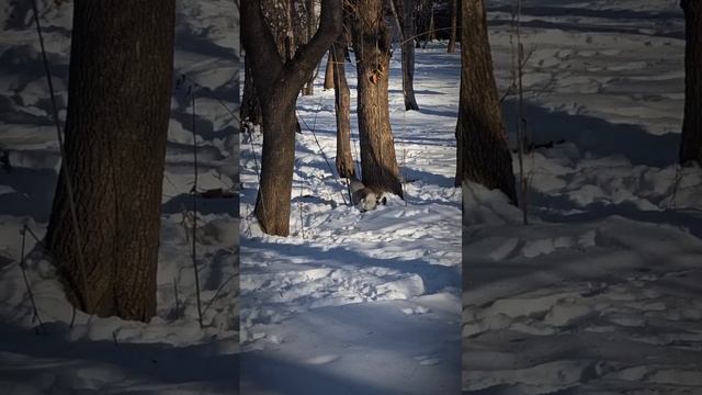 Новосибирск, Берёзовая роща смотреть онлайн
