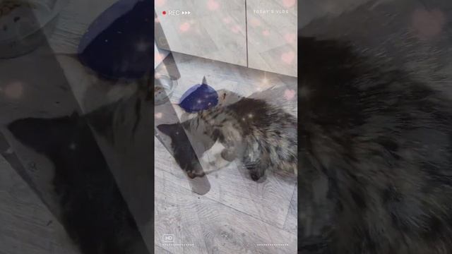 кота кормлю Alpha Pet не реклама, если кому-то интересно Арт 570480219 озон смотреть онлайн