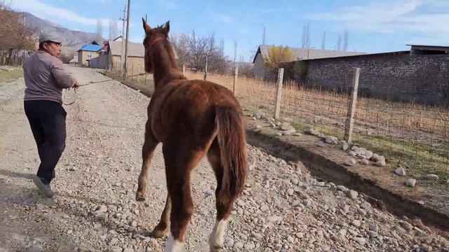 Кулун сатылат дареги Аксы Кош-добо Тел:+996 505 434 321. смотреть онлайн
