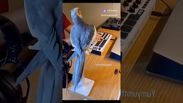 vkclips_20241119125920 смотреть онлайн