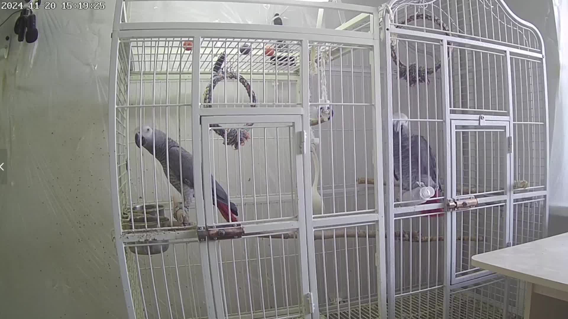 Попугаи Жако Contents Of Gray African Parrots