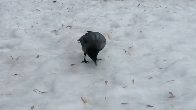 Толстячок ставит на место молодых ворон / Hooded crow Fatty pulls his Rank on Young crows смотреть онлайн
